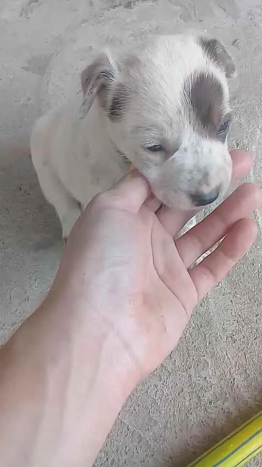 Cachorro ra a Não sei idade Abaixo de 2 meses nome Juju