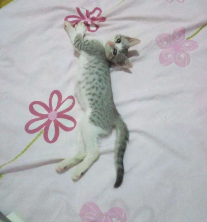 Gato raça  idade 2 a 6 meses nome Helena