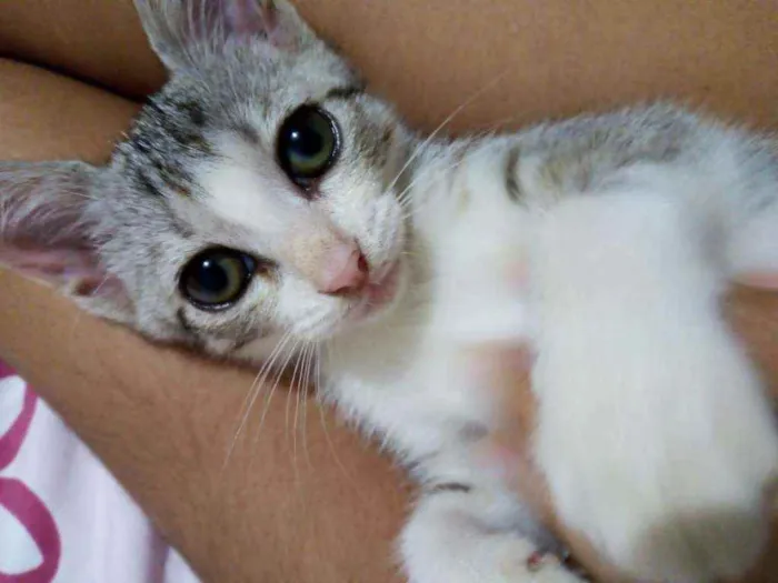 Gato raça  idade 2 a 6 meses nome Helena