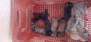 Cachorro raça Vira lata idade Abaixo de 2 meses nome Kyara, Nina, Safirs