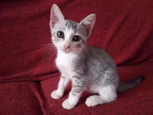 Gato raça  idade 2 a 6 meses nome Helena