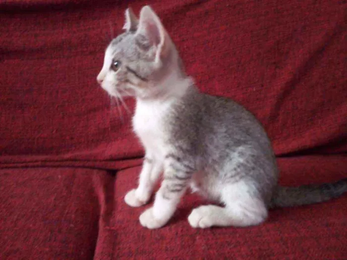 Gato raça  idade 2 a 6 meses nome Helena