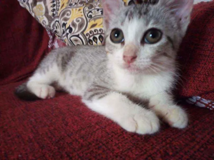 Gato raça  idade 2 a 6 meses nome Helena