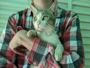 Gato raça SRD idade 1 ano nome Peep