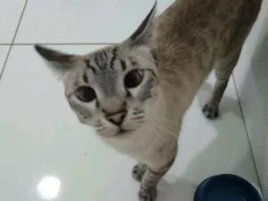 Cachorro raça Sem raça idade 2 anos nome Pelúcio