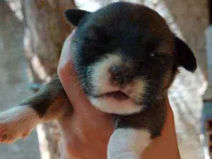 Cachorro raça Srd idade Abaixo de 2 meses nome Filhotes 