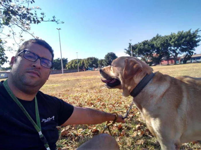 Cachorro ra a Labrador idade 2 anos nome Thor