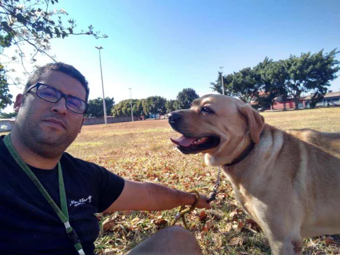 Cachorro ra a Labrador idade 2 anos nome Thor