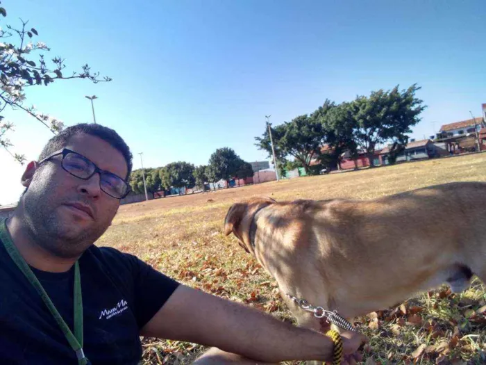 Cachorro ra a Labrador idade 2 anos nome Thor
