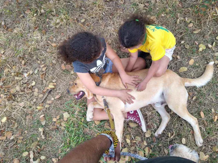 Cachorro ra a Labrador idade 2 anos nome Thor