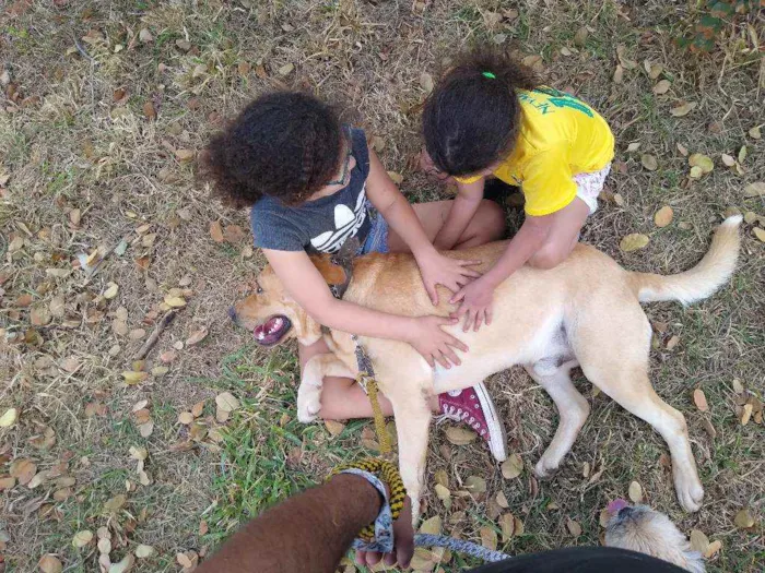 Cachorro ra a Labrador idade 2 anos nome Thor