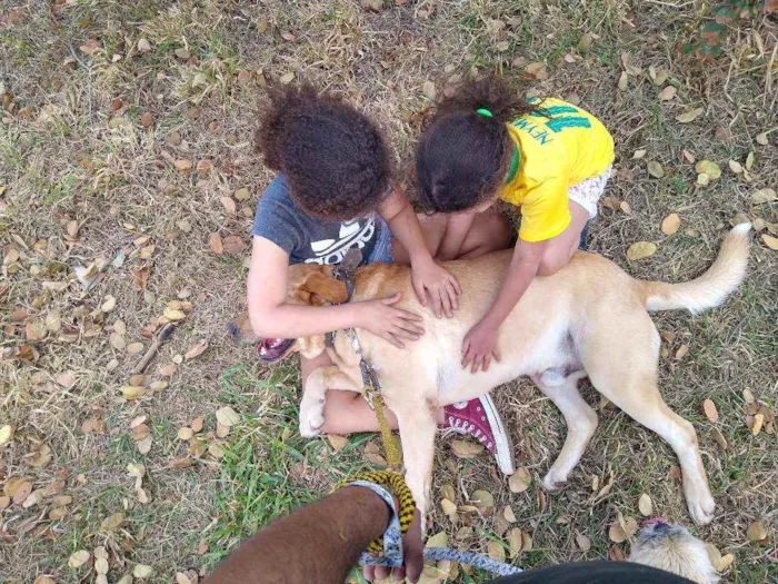 Cachorro ra a Labrador idade 2 anos nome Thor