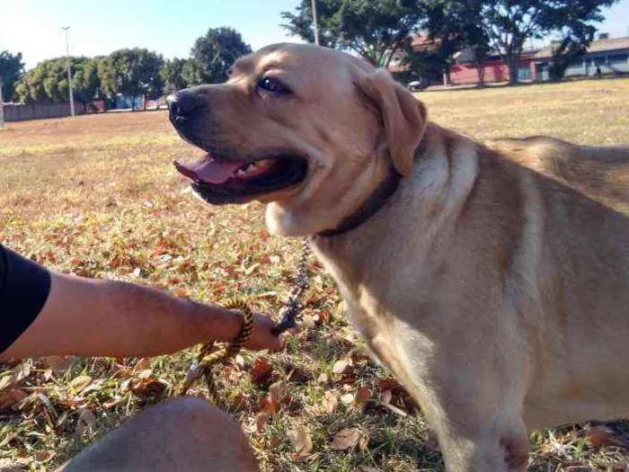 Cachorro ra a Labrador idade 2 anos nome Thor