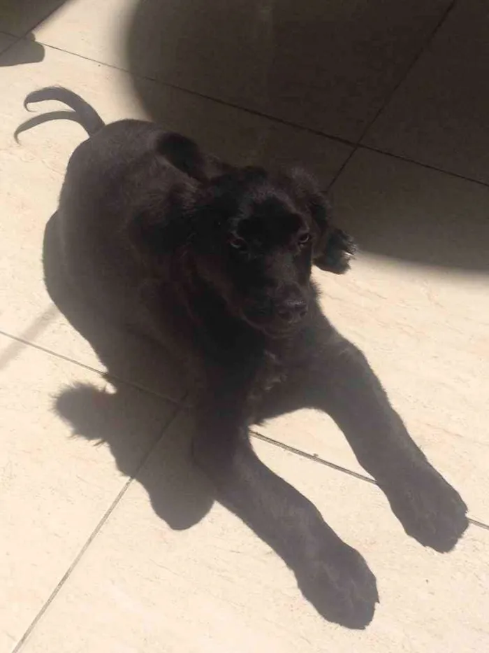 Cachorro ra a SRD idade 2 a 6 meses nome Dully