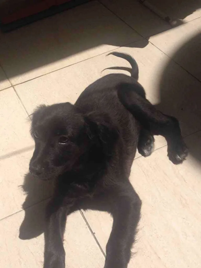 Cachorro ra a SRD idade 2 a 6 meses nome Dully