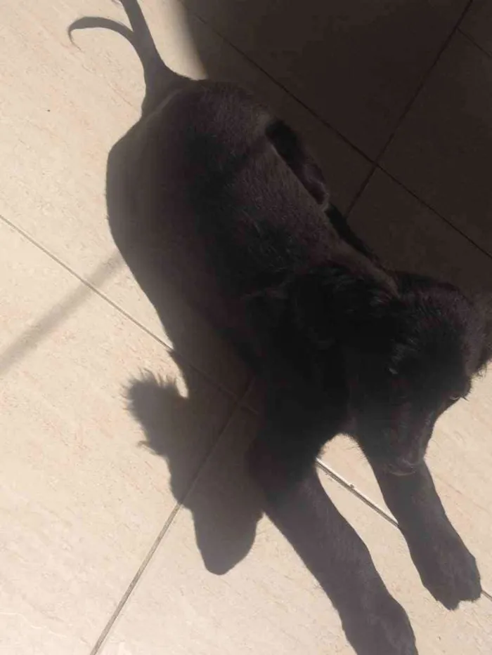 Cachorro ra a SRD idade 2 a 6 meses nome Dully
