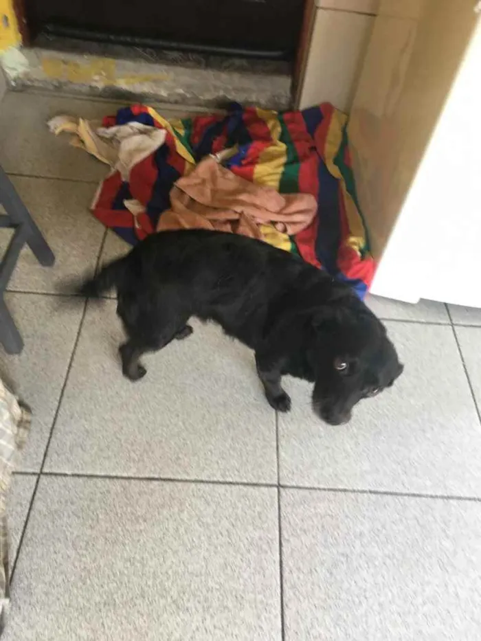 Cachorro ra a Mistura de vira lata com outro idade  nome Blanche