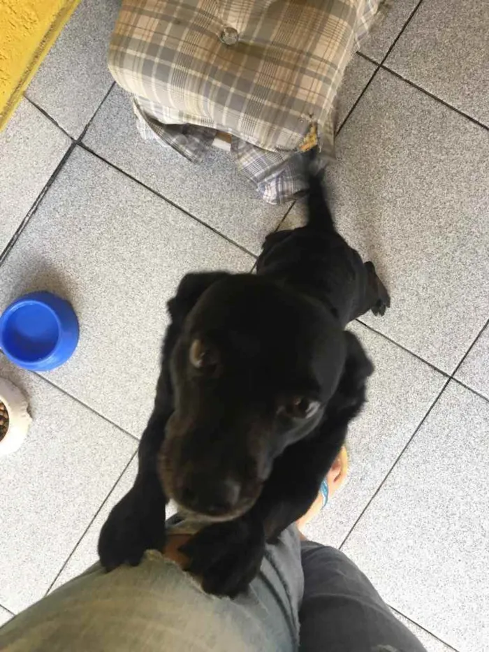 Cachorro ra a Mistura de vira lata com outro idade  nome Blanche