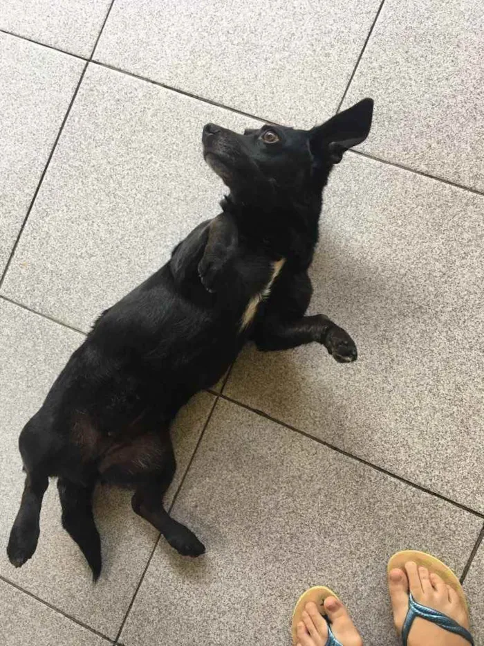 Cachorro ra a Mistura de vira lata com outro idade  nome Blanche