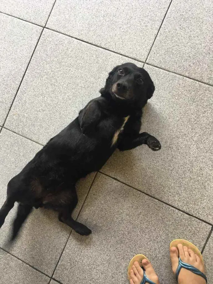 Cachorro ra a Mistura de vira lata com outro idade  nome Blanche