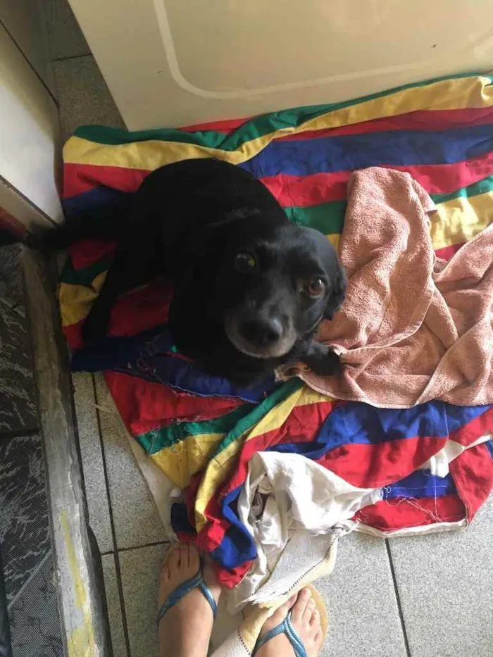 Cachorro ra a Mistura de vira lata com outro idade  nome Blanche
