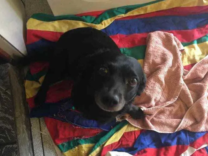Cachorro ra a Mistura de vira lata com outro idade  nome Blanche