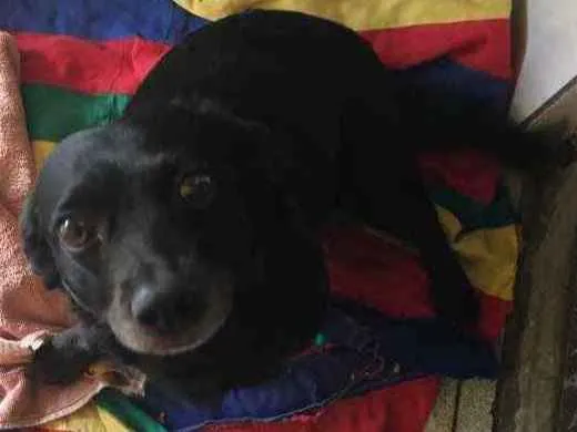 Cachorro ra a Mistura de vira lata com outro idade  nome Blanche