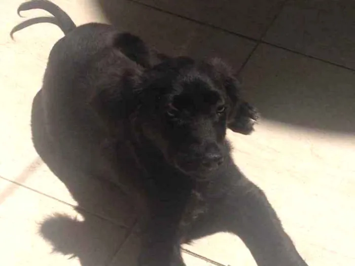 Cachorro ra a SRD idade 2 a 6 meses nome Dully