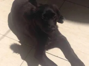 Cachorro raça SRD idade 2 a 6 meses nome Dully
