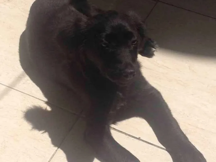 Cachorro ra a SRD idade 2 a 6 meses nome Dully