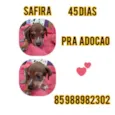 Safira