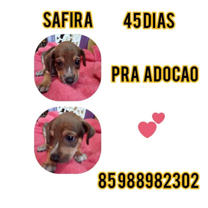 Cachorro ra a Srd idade Abaixo de 2 meses nome Safira