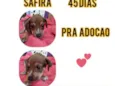 Safira