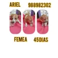 Ariel