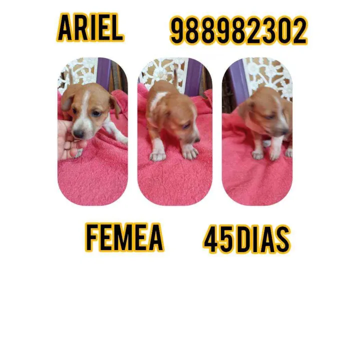 Cachorro ra a Srd idade Abaixo de 2 meses nome Ariel