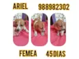 Ariel