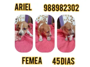 Cachorro raça Srd idade Abaixo de 2 meses nome Ariel