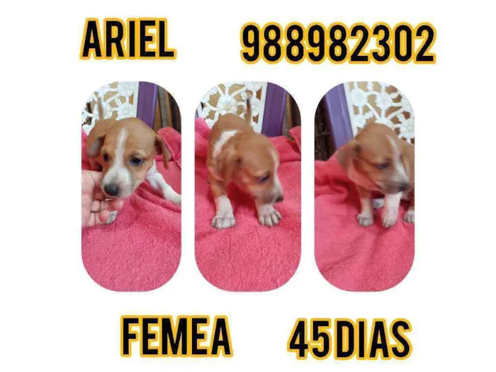 Cachorro ra a Srd idade Abaixo de 2 meses nome Ariel