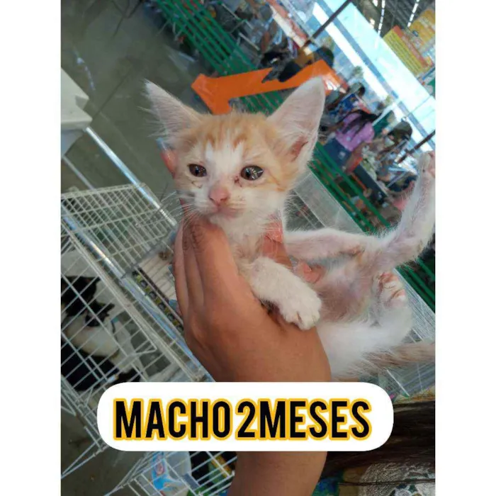 Gato ra a Srd idade Abaixo de 2 meses nome Nino