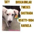 Taty 
