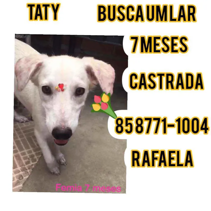 Cachorro ra a Srd idade 2 a 6 meses nome Taty 
