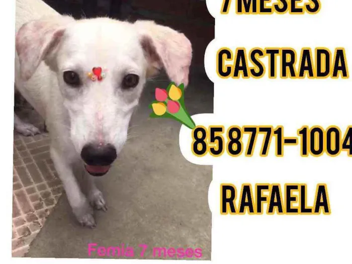 Cachorro ra a Srd idade 2 a 6 meses nome Taty 