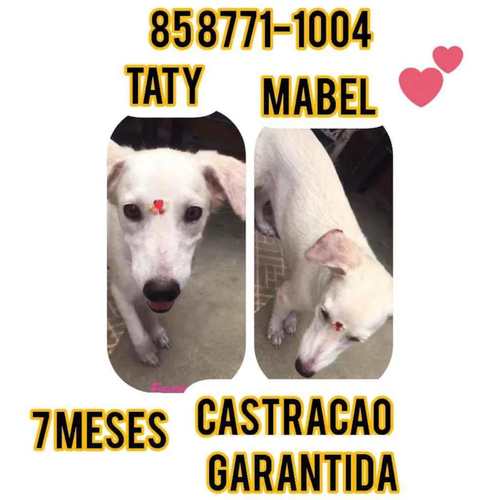 Cachorro ra a Srd idade 7 a 11 meses nome Taty e Mabel 