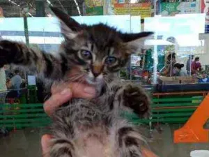 Gato raça Srd idade Abaixo de 2 meses nome Manuela 