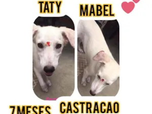 Cachorro raça Srd idade 7 a 11 meses nome Taty e Mabel 