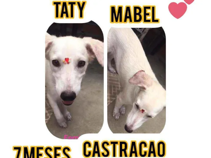 Cachorro ra a Srd idade 7 a 11 meses nome Taty e Mabel 
