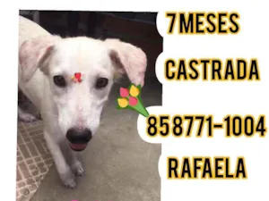 Cachorro raça Srd idade 2 a 6 meses nome Taty 