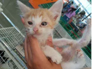 Gato raça Srd idade Abaixo de 2 meses nome Nino