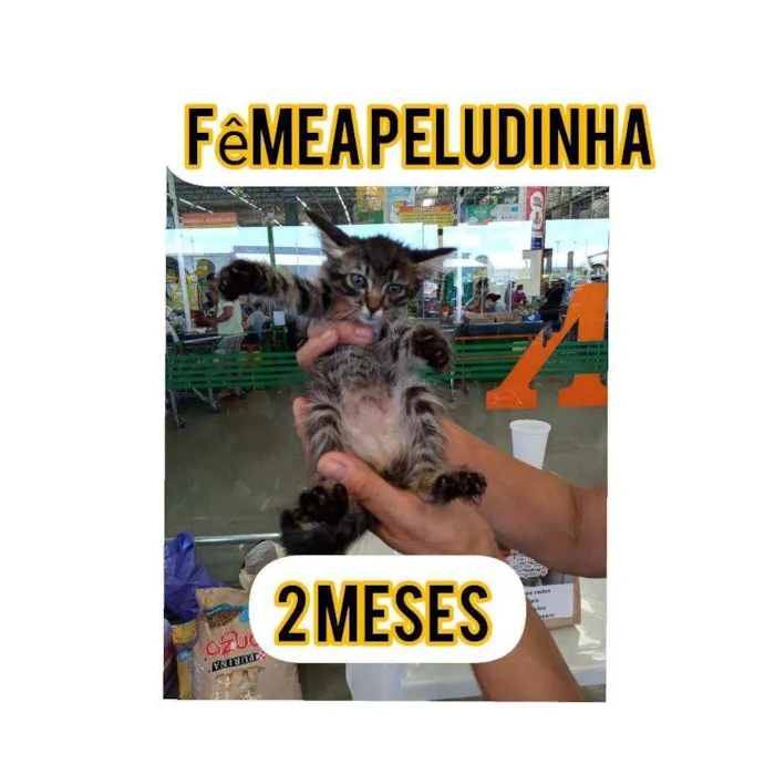 Gato ra a Srd idade Abaixo de 2 meses nome Joao