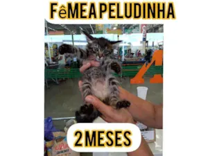 Gato raça Srd idade Abaixo de 2 meses nome Joao